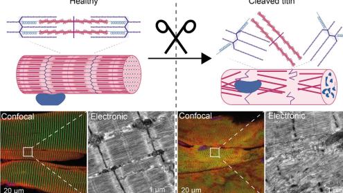 New method developed to study mechanical proteins linked 