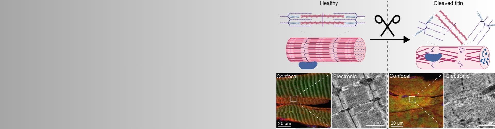 New method developed to study mechanical proteins linked to muscular disorders